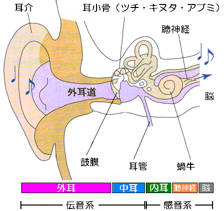 耳の構造